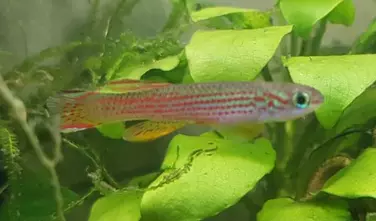 Gestreifter Prachtkärpfling